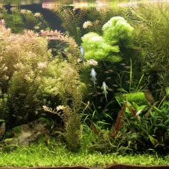 Jbl Solar Tropic T5 Ultra - Verlichting - 438 mm 24 Watt