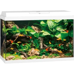 Juwel Aquarium Primo 70 61x31x44 cm - Aquaria