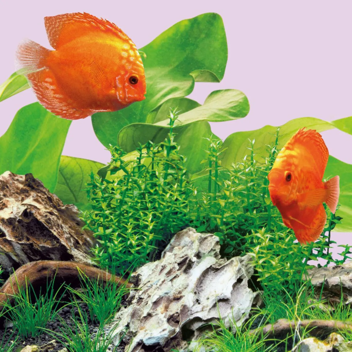 Juwel Led Lamp Color 4425k - Verlichting