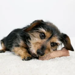 Kong Chewstix Stick - Hondenspeelgoed