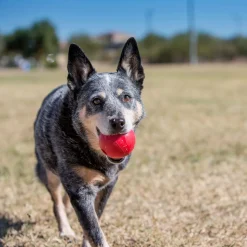 Kong Speeltje Rubber Bal Rood - Hondenspeelgoed