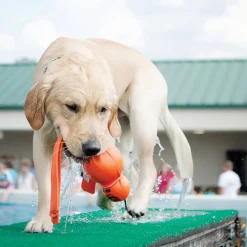 Kong Speeltje Wet Wubba Assorti - Hondenspeelgoed