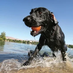 Kurgo Skipping Stones - Hondenspeelgoed - Assorti 2 stuks