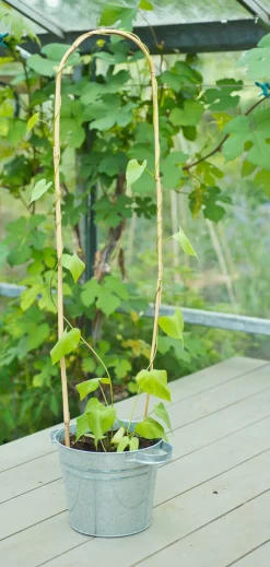 Nature Bamboestok Gebogen - Klim-En Geleide Artikel