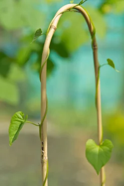 Nature Bamboestok Gebogen - Klim-En Geleide Artikel