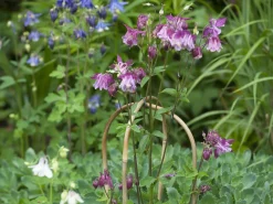 Nature Bamboestok Gebogen - Klim-En Geleide Artikel
