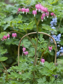 Nature Bamboestok Gebogen - Klim-En Geleide Artikel