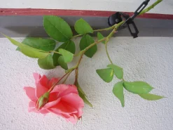 Nature Klimplantband - Klim-En Geleide Artikel - 0.1x0.7x150 cm Zwart