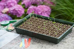 Nature Kweekbakset - Kweekbakken - 23.5x35x11 cm Groen Transparant