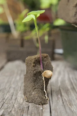 Nature Kweekbakset - Kweekbakken - 23.5x35x11 cm Groen Transparant