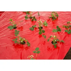 Nature Kweekfolie Aardbei - Groeifolie Gronddoek - 5x0.95 m Anti-Uv