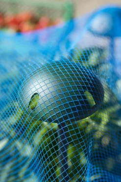 Nature Ondersteuning Voor Afdeknetten - Klim-En Geleide Artikel - Ø14.5 cm Groen 5 stuks