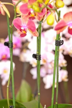 Nature Orchidee Clips - Klim-En Geleide Artikel - 1x1.5x1.5 cm Zwart 10 stuks