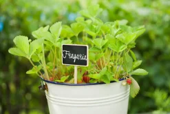 Nature Plaatetiketten - Kweekbenodigdheden - 20.5x8.6x6 cm Zwart Wit 4 stuks