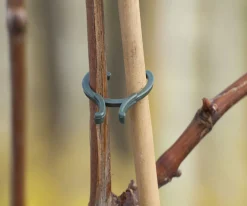 Nature Plantenringen - Klim-En Geleide Artikel - Groen 10 stuks