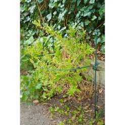 Nature Plantensteun Halve Cirkel Groen - Klim-En Geleide Artikel