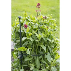 Nature Plantensteun Volledig Rond Groen - Klim-En Geleide Artikel