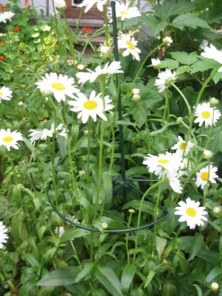 Nature Plantstok Ø8mm Met Verstelbare Clip Groen - Klim-En Geleide Artikel