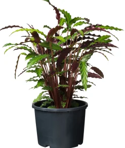 Nature Ritzi Container Zwart - Kweekbenodigdheden