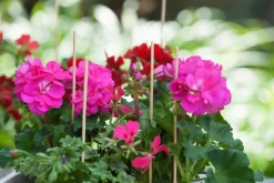 Nature Splitbamboe Natural - Klim-En Geleide Artikel