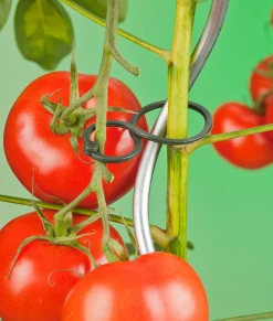 Nature Tomatenplantringen - Klim-En Geleide Artikel - 0.3x4.4x6.5 cm Donkergroen 25 stuks