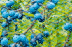 Nature Tuinnet Nano Blauw - Kweekbenodigdheden