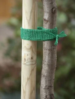 Nature Uni Boomband - Klim-En Geleide Artikel - 200x4 cm Groen