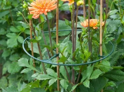 Nature Vario Plantensteunen - Klim-En Geleide Artikel - Ø40 cm Groen 3 stuks