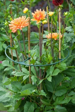 Nature Vario Plantensteunen - Klim-En Geleide Artikel - Ø40 cm Groen 3 stuks