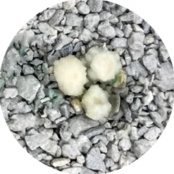 Odourlock Max Care - Kattenbakvulling - 12 kg