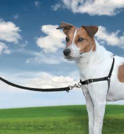 Petsafe Easy Walk Anti-Trektuig Zwart - Hondenopvoeding
