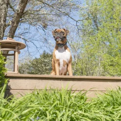 Petsafe Remote Spray Trainer 300 Meter - Hondenopvoeding - Blauw