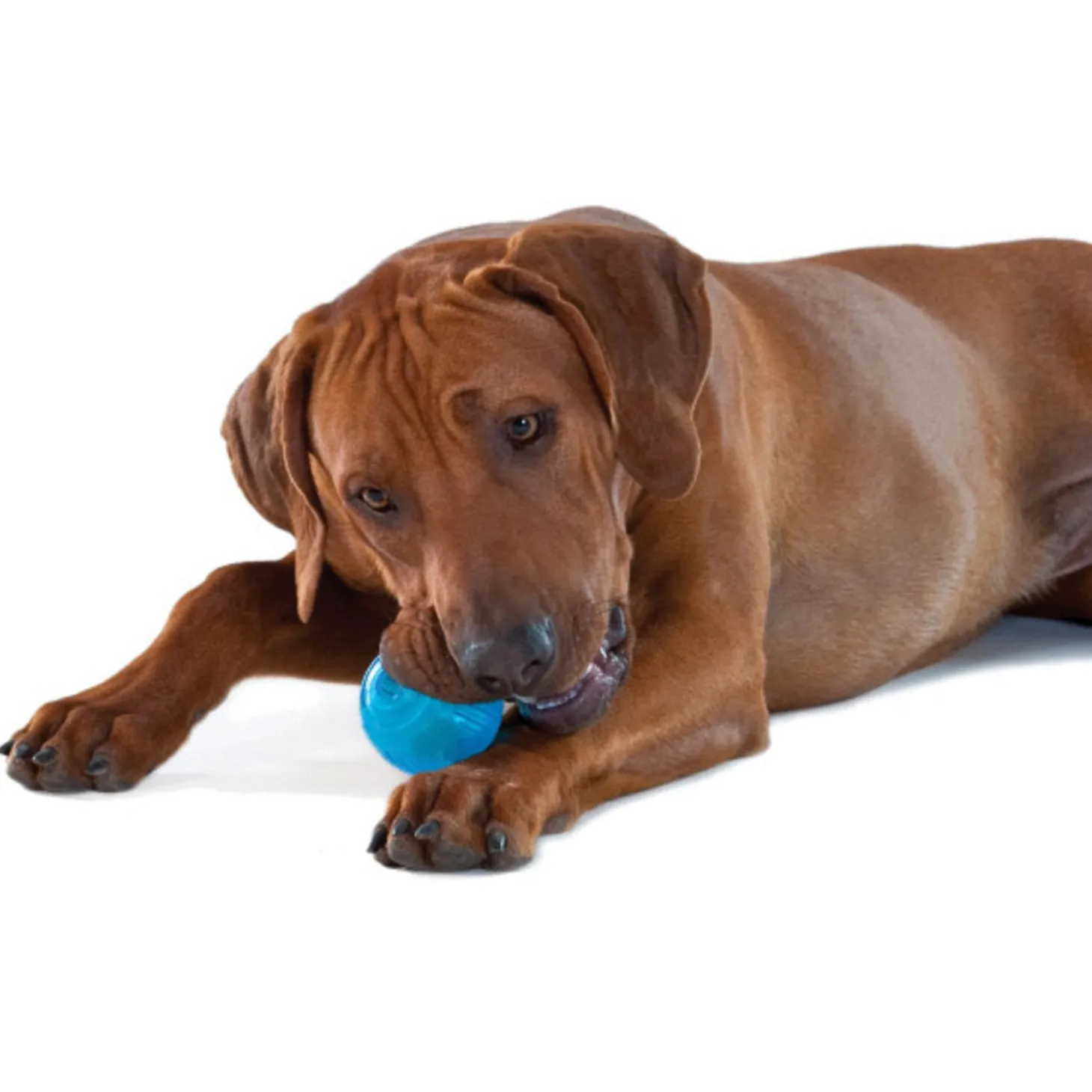 Petstages Orka Tennisbal - Hondenspeelgoed - Ø6.5 cm Blauw