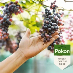 Pokon Druivenmest - Meststoffen - 1 kg