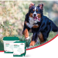 Primeval Gelatinaat Hond - Supplement - Gewrichten - Spieren