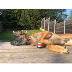 Relaxopet Pro Dog - Anti stresssysteem - 6.2x5.5 cm Metallic Rood