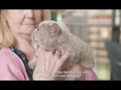 Royal Canin British Shorthair Adult - Kattenvoer