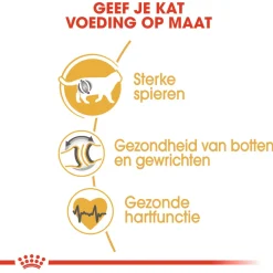 Royal Canin British Shorthair Adult - Kattenvoer