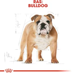 Royal Canin Bulldog Adult - Hondenvoer