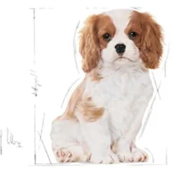 Royal Canin Cavalier King Charles - Puppy-Hondenvoer - 1.5 kg