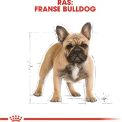 Royal Canin French Bulldog Adult - Hondenvoer