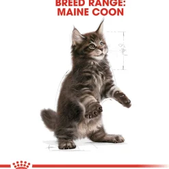 Royal Canin Maine Coon Kitten - Kitten-Kattenvoer
