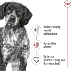 Royal Canin Medium Adult - Hondenvoer