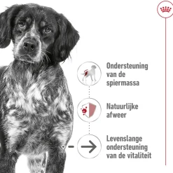 Royal Canin Medium Ageing 10+ - Hondenvoer
