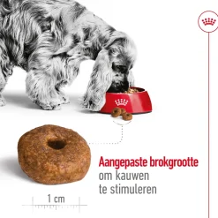 Royal Canin Medium Ageing 10+ - Hondenvoer