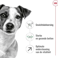Royal Canin Mini Adult 8+ - Hondenvoer