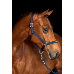 Showtime Hoofdstel Evalira Zwart - Rijbenodigdheden