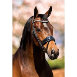 Showtime Hoofdstel Lak - Rijbenodigdheden - Zwart Cob