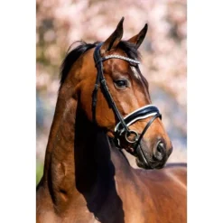 Showtime Hoofdstel Lak Zwart - Rijbenodigdheden