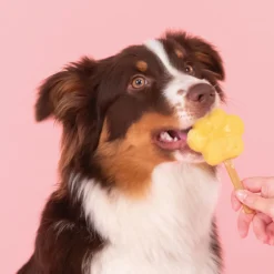 Smoofl Honden Ijs 160 g - Hondensnacks